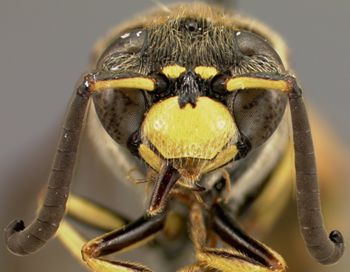Media type: image;   Entomology 31075 Aspect: head frontal view